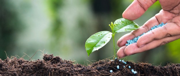 Fertilizing a young plant