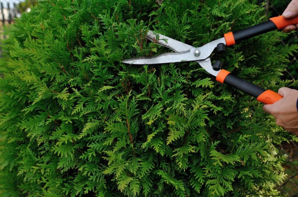 Trimming shrubs with hand shears